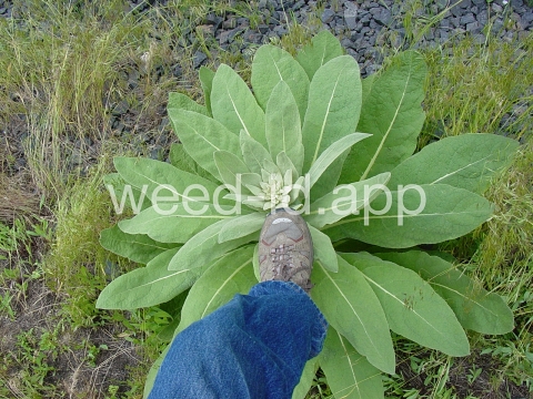 mullein, common